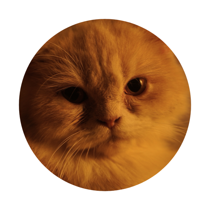 Dr. Muffin